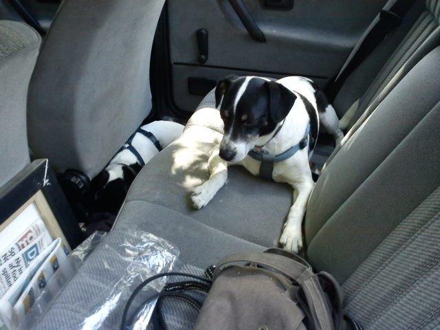 Blanding af racer Vappe - S&#229; er vi klar til en k&#248;retur - k&#248;r nu :-) billede 18