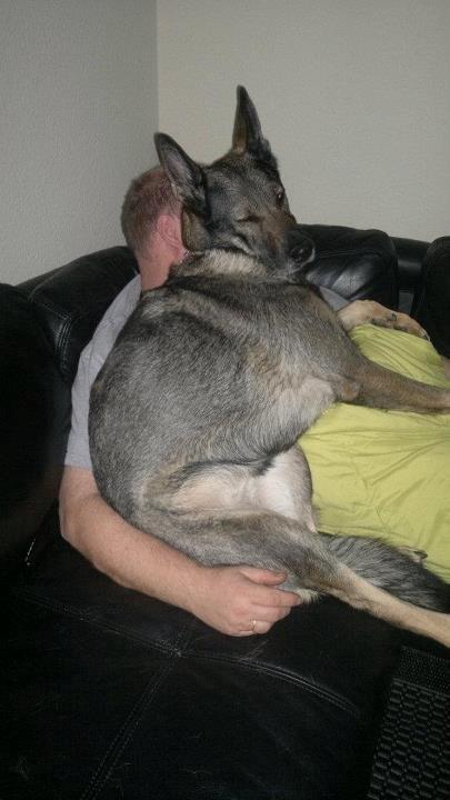 Schæferhund Nica billede 10