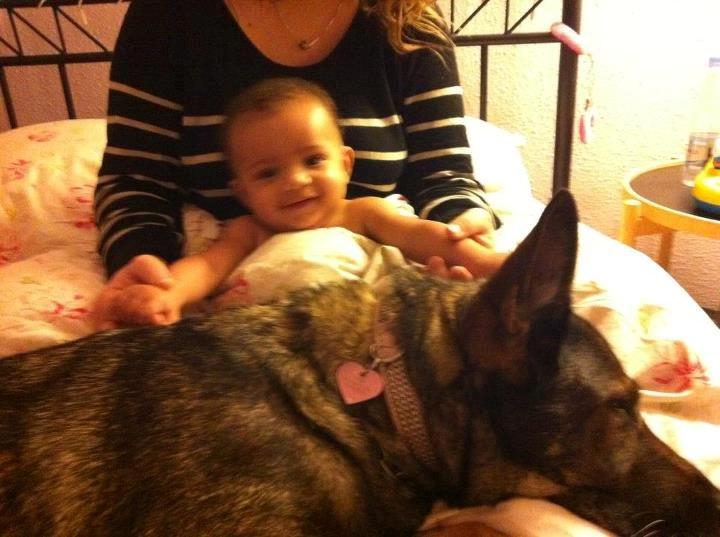 Schæferhund Nica - Baby & Nica<3 billede 11