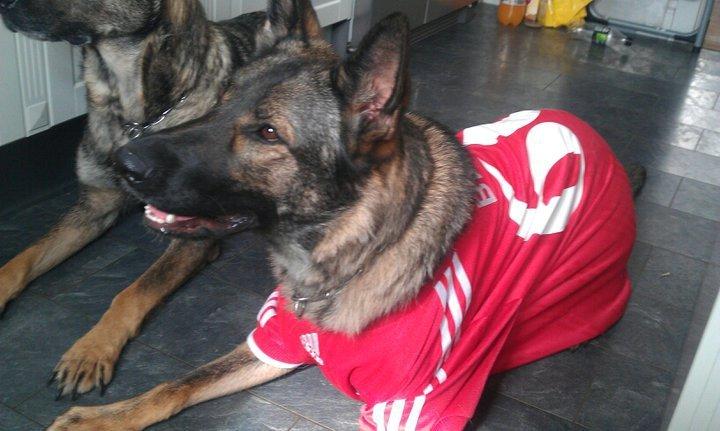 Schæferhund Zenta billede 11