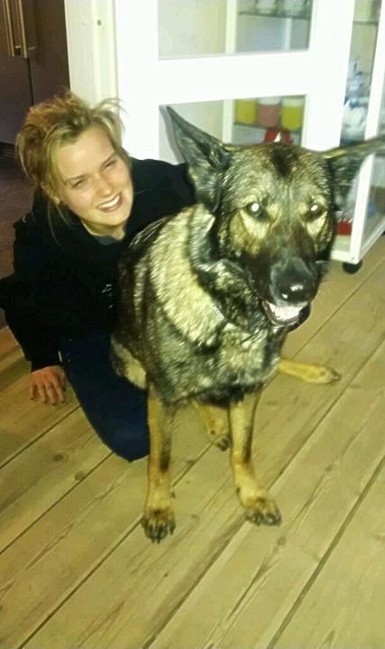 Schæferhund Zenta billede 12