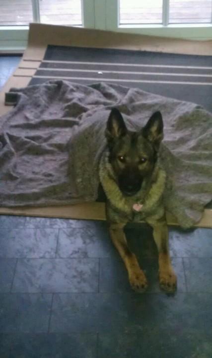 Schæferhund Zenta billede 13