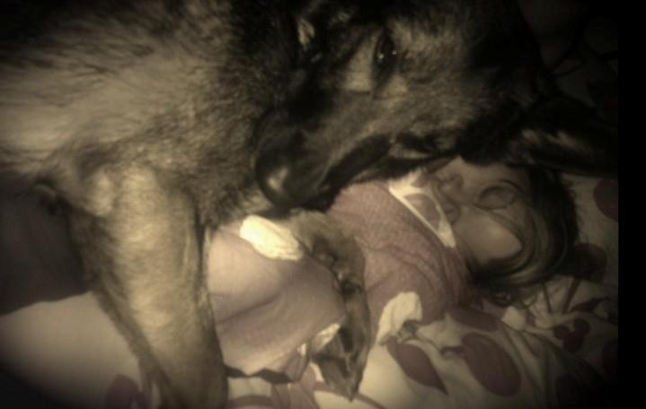 Schæferhund Zenta billede 14