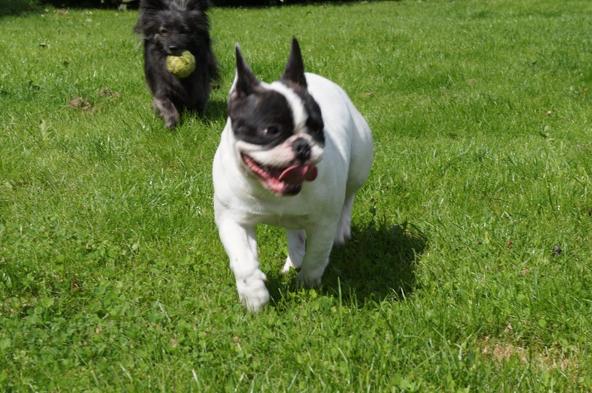 Fransk bulldog Fanta billede 11