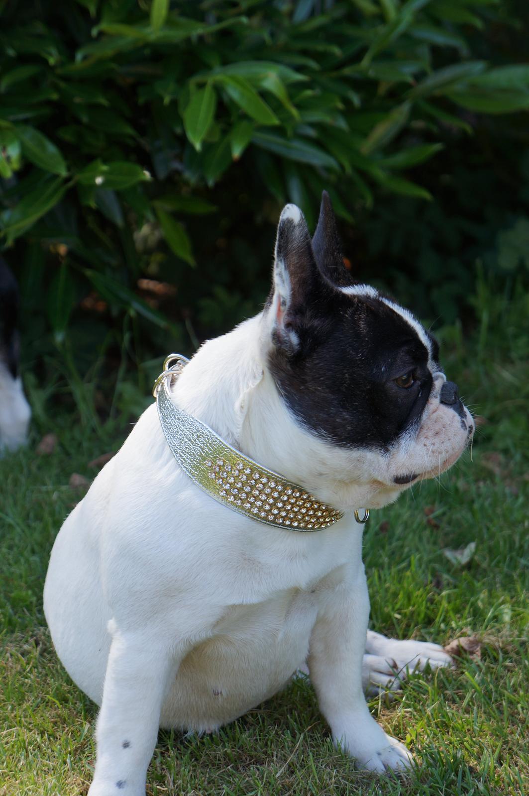 Fransk bulldog Fanta - fanta 1 år:)  billede 3