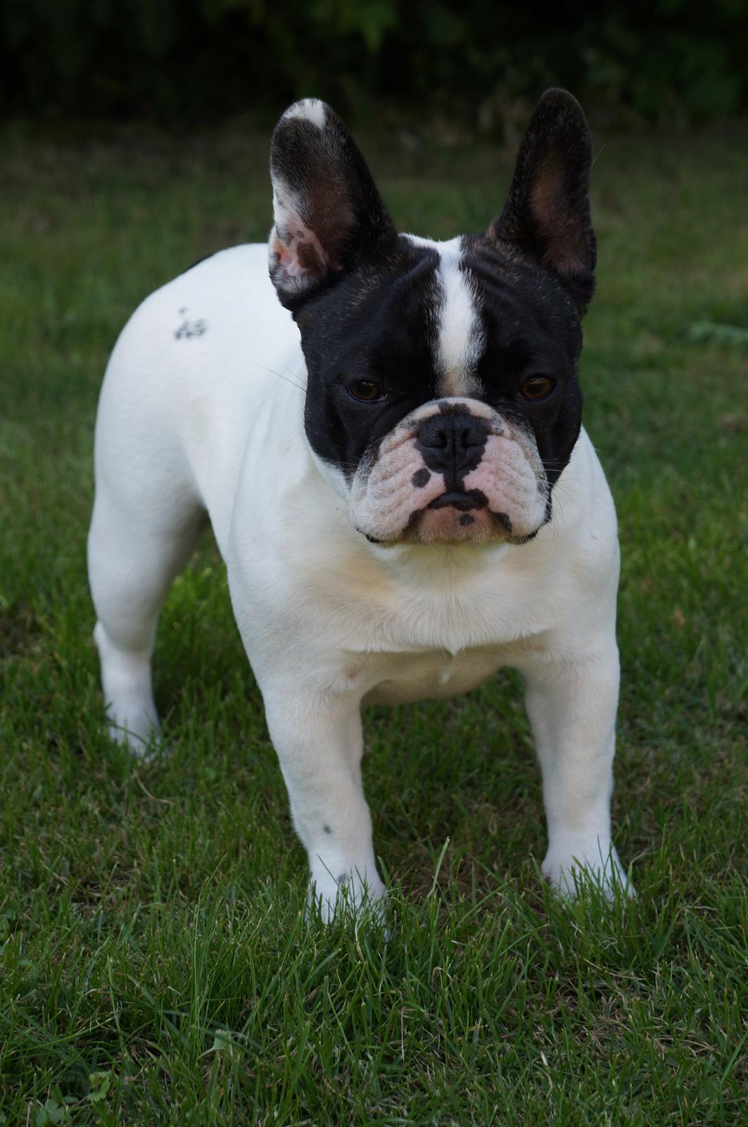 Fransk bulldog Fanta billede 12