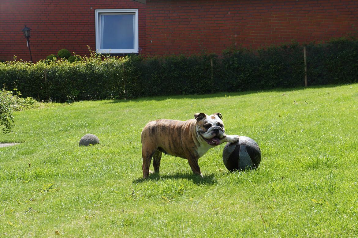 Engelsk bulldog Aurora "Fru. Flemming" billede 14