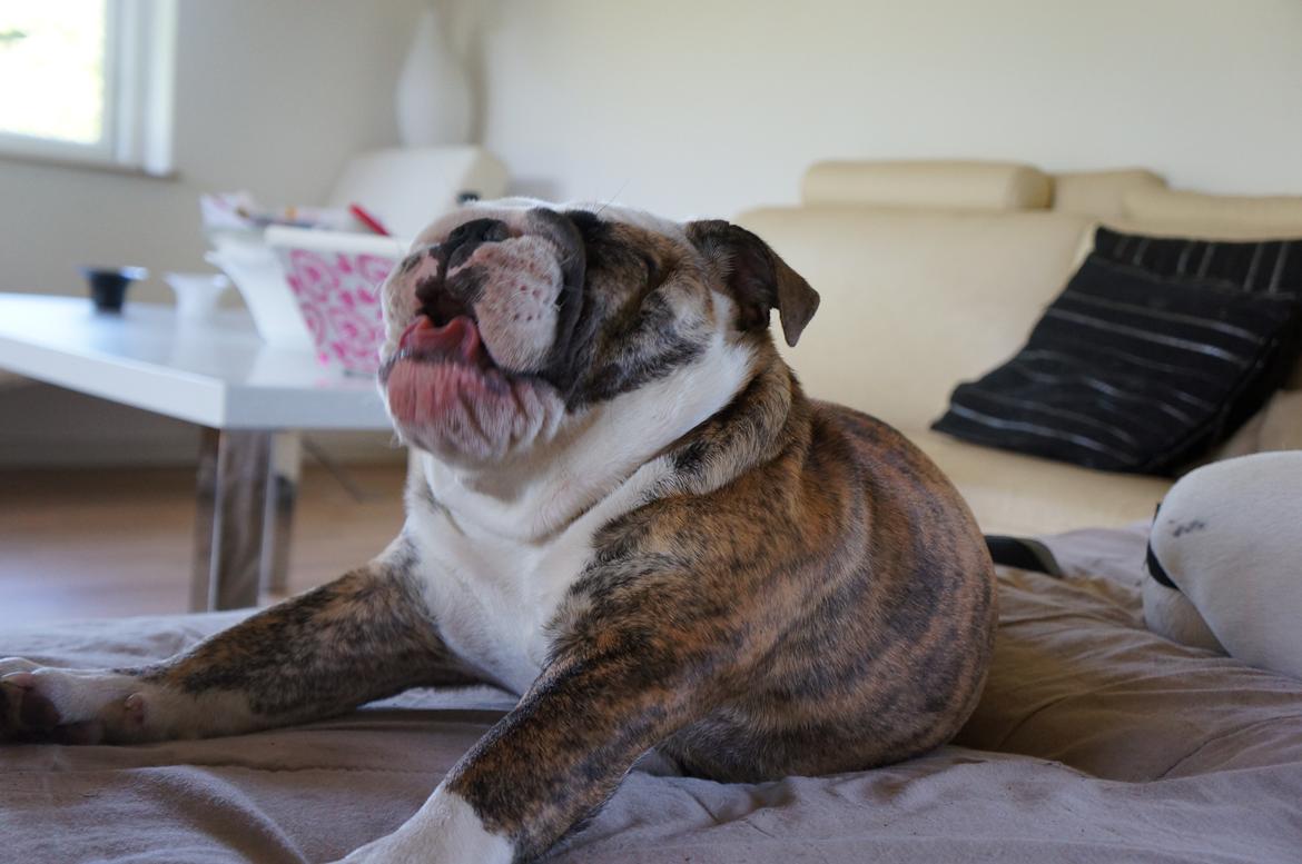 Engelsk bulldog Aurora "Fru. Flemming" billede 15