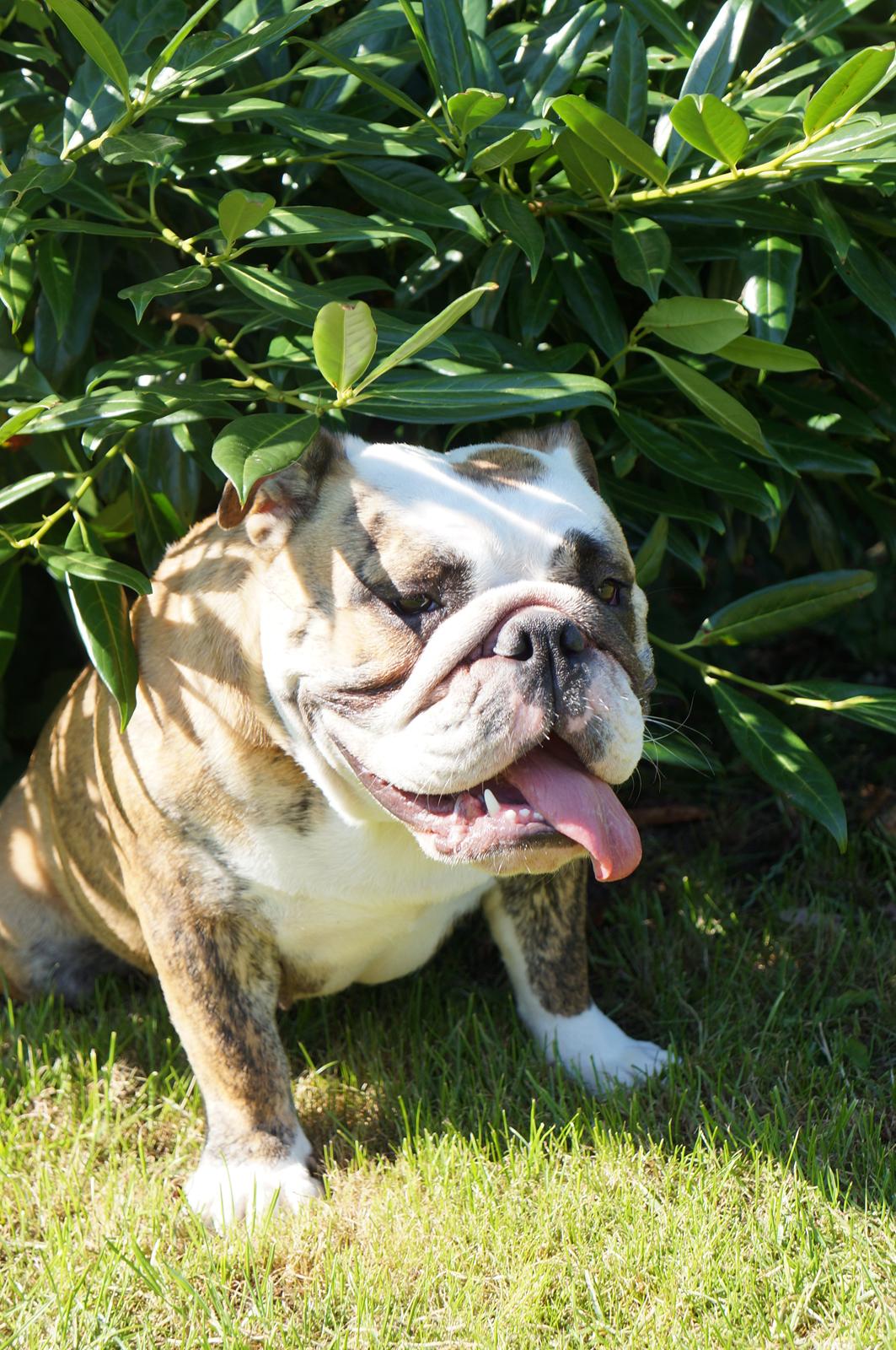 Engelsk bulldog Aurora "Fru. Flemming" billede 16