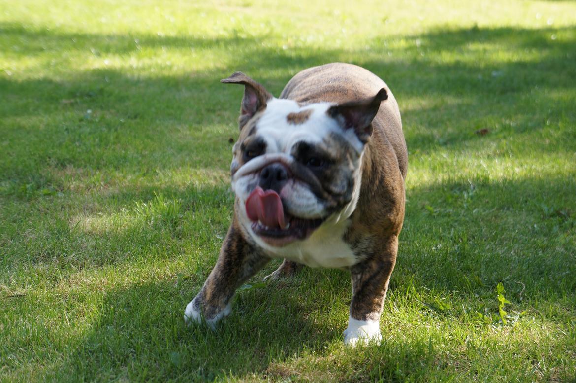 Engelsk bulldog Aurora "Fru. Flemming" billede 2