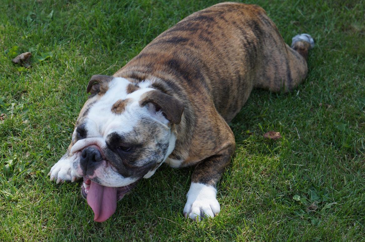 Engelsk bulldog Aurora "Fru. Flemming" billede 17