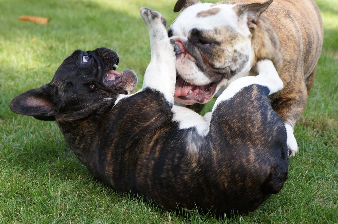 Fransk bulldog Armani "Dyson" billede 19