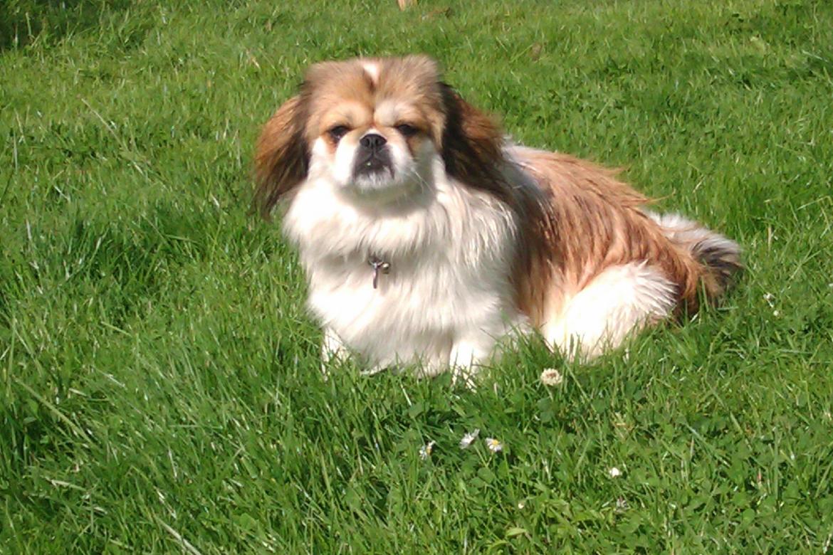 Pekingeser Mollie - Jeg slapper af i sommersolen :$ billede 3