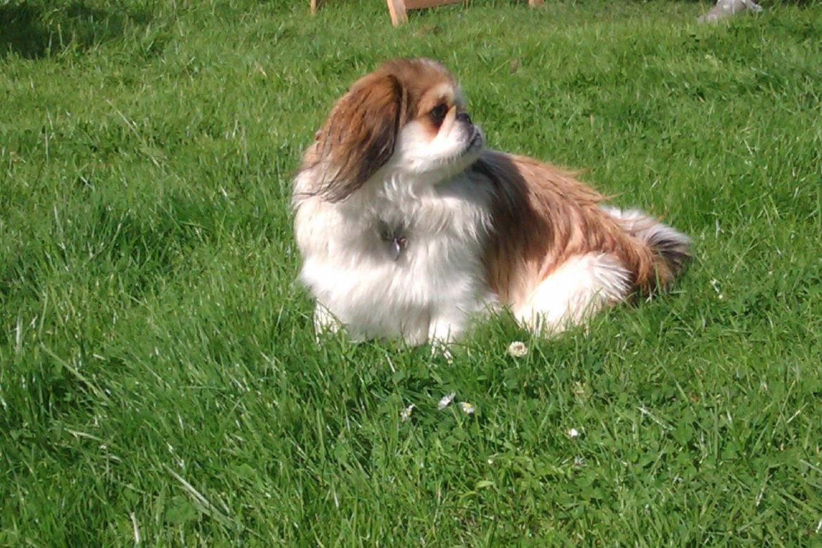 Pekingeser Mollie billede 4