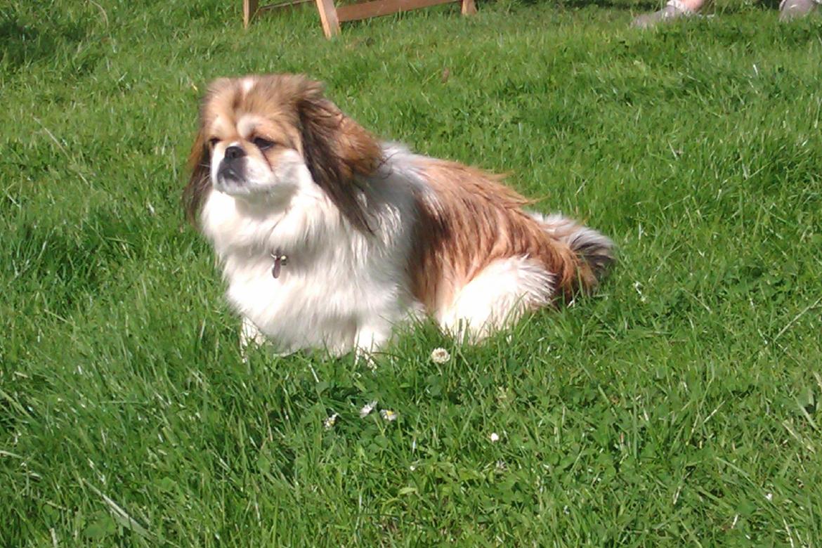 Pekingeser Mollie billede 5