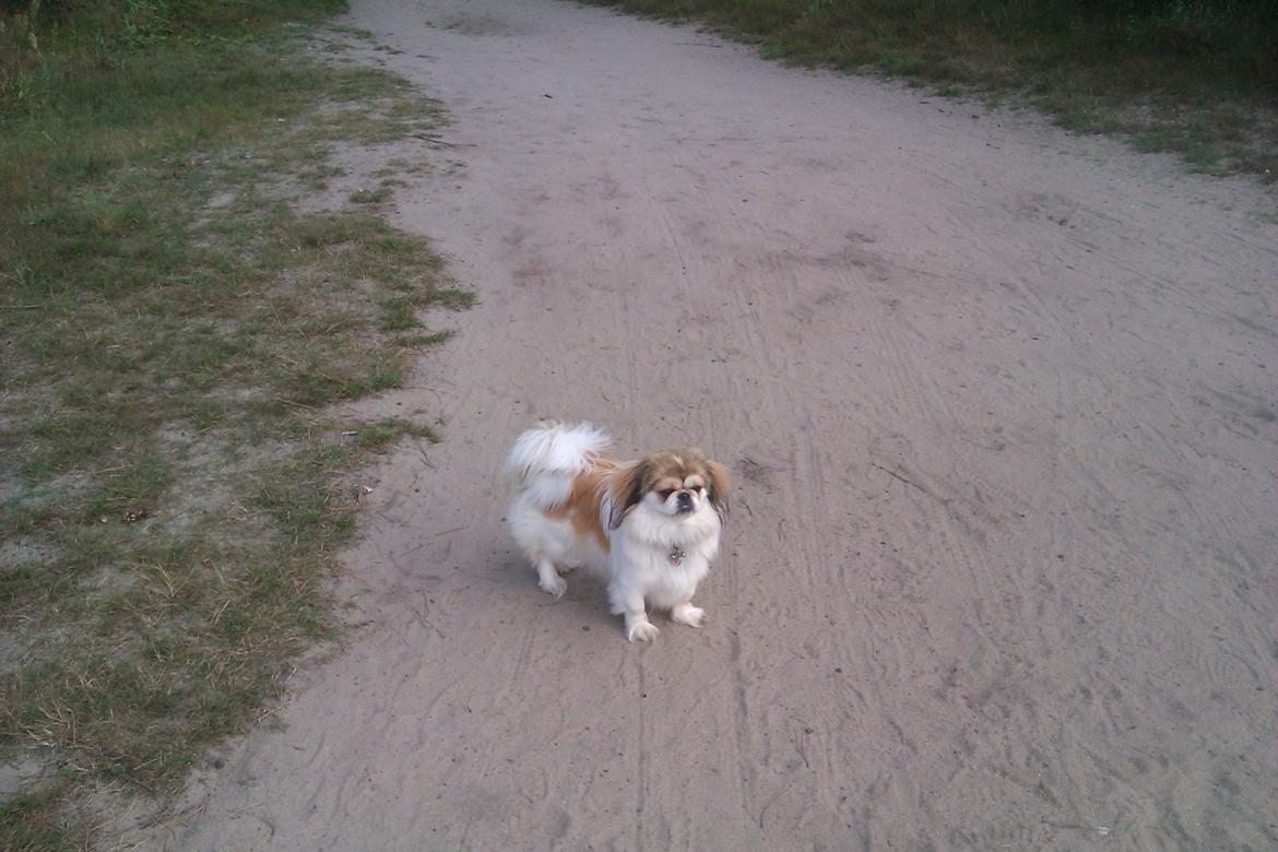 Pekingeser Mollie billede 6