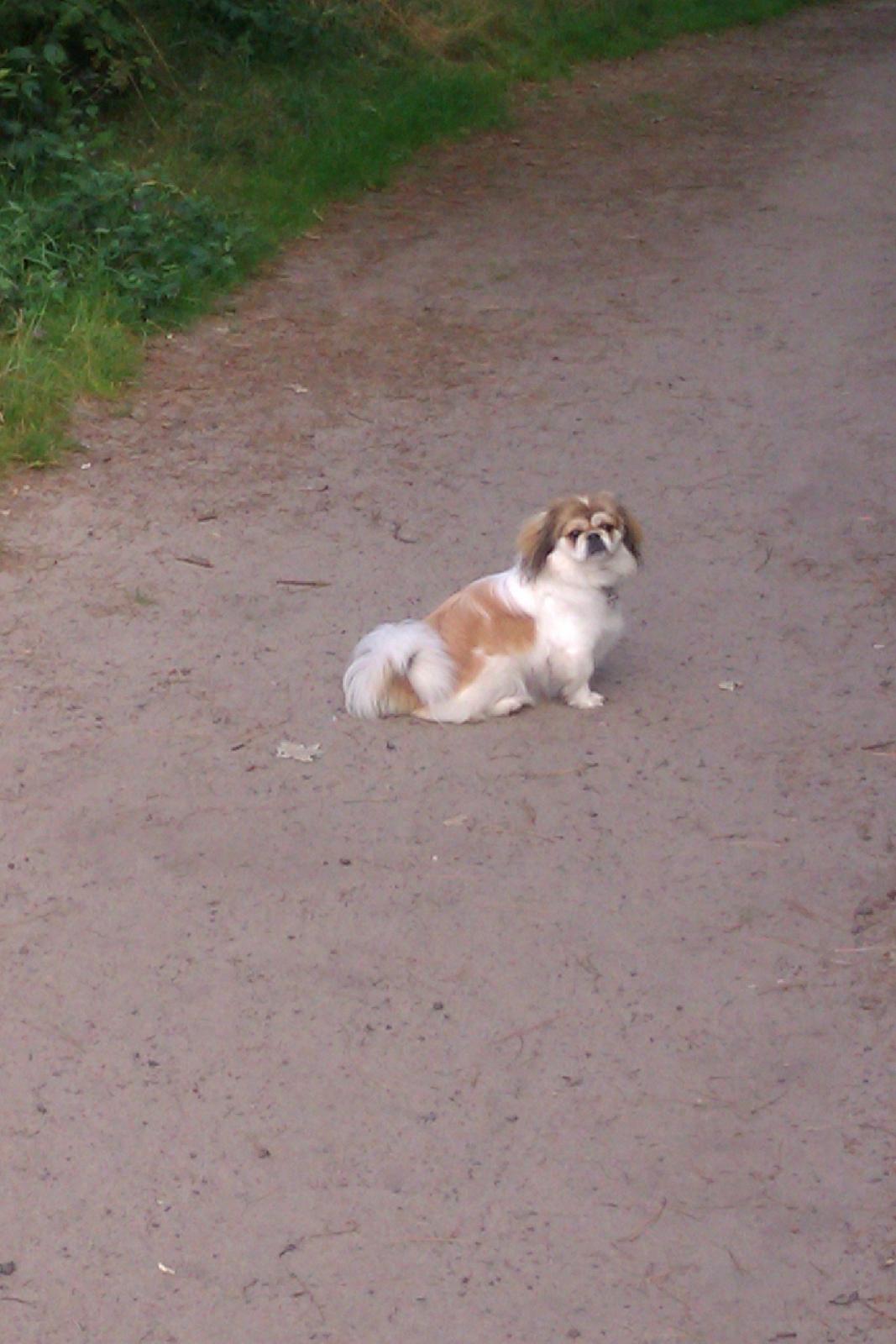 Pekingeser Mollie billede 7