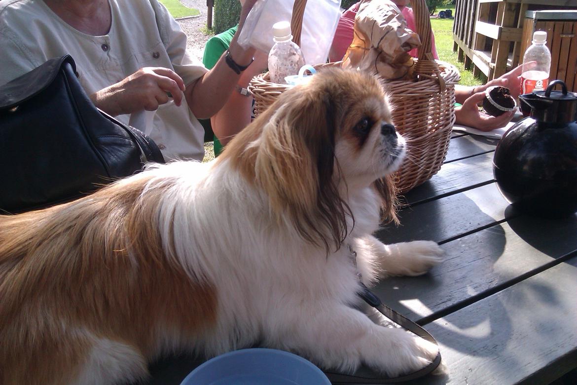 Pekingeser Mollie - På en dejlig skovtur med familien :D  billede 9