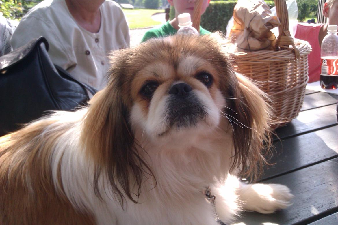 Pekingeser Mollie - Hejsa.. <3  billede 10