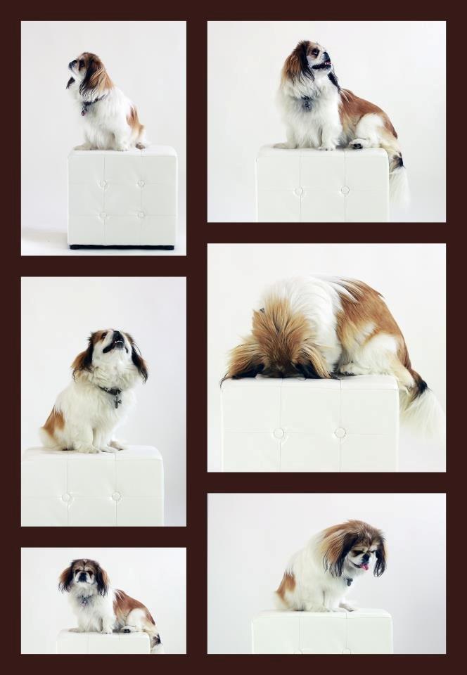 Pekingeser Mollie - Yep, min dag som hundemodel! :P billede 11