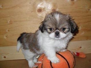 Pekingeser Mollie - Mig som hvalp. Mine 5 brødre prøvede hele tiden at tage min bold fra mig! :O billede 12