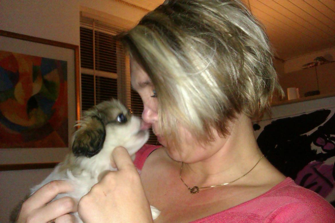 Pekingeser Mollie - Jeg elsker dig!
Kys kys <3  billede 14