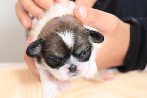 Pekingeser Mollie billede 15