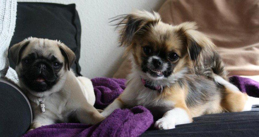 Blanding af racer Uno Chihuahua/Pekingeser billede 2