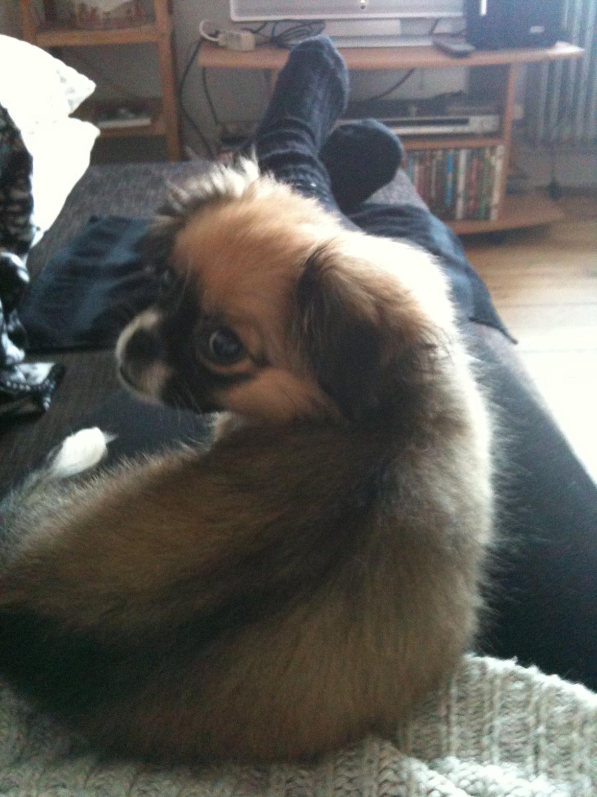 Blanding af racer Uno Chihuahua/Pekingeser billede 3