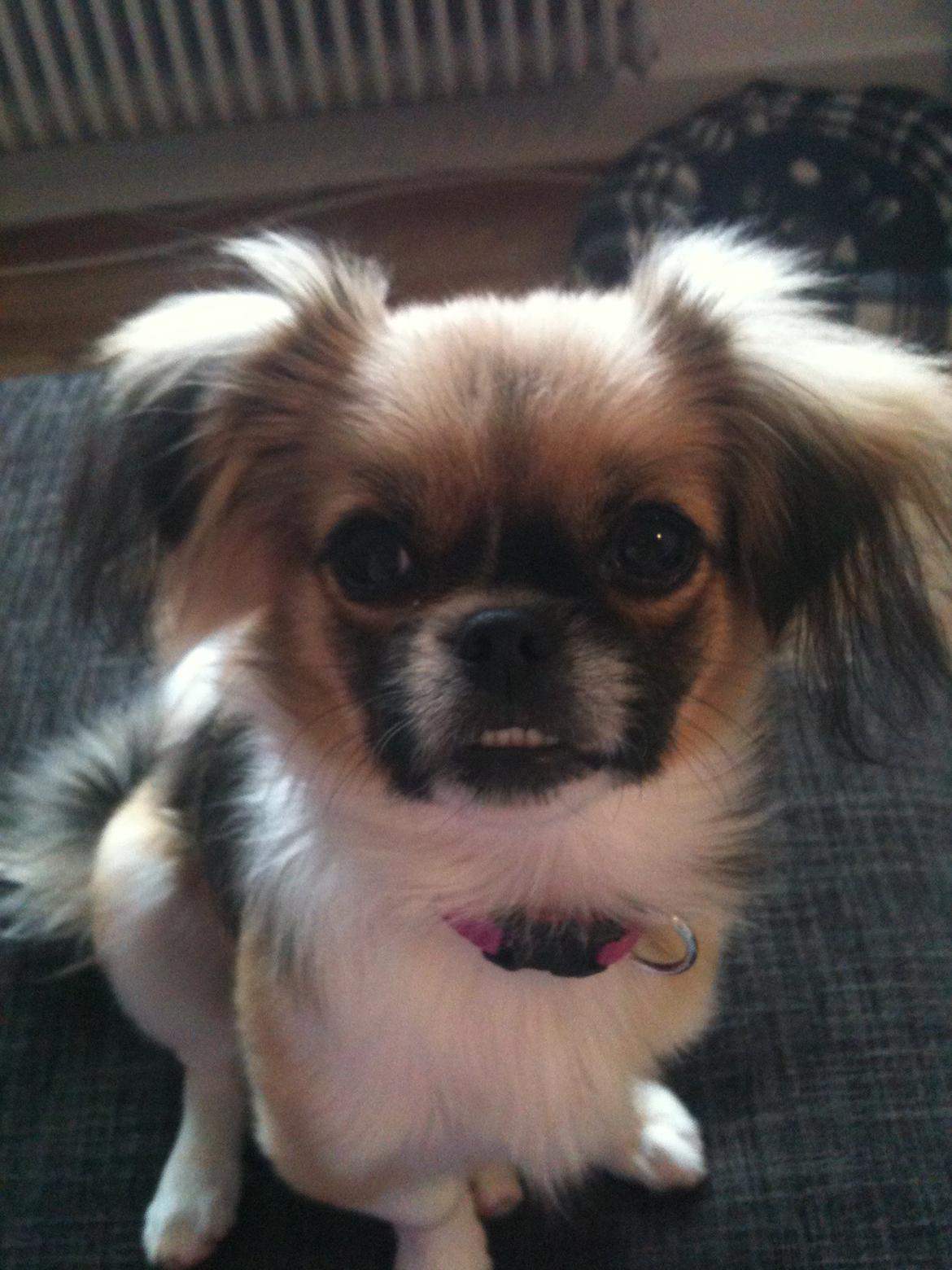 Blanding af racer Uno Chihuahua/Pekingeser billede 1