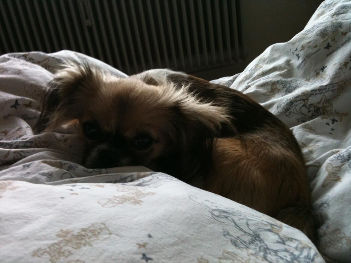 Blanding af racer Uno Chihuahua/Pekingeser billede 4