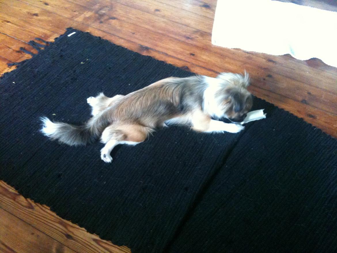 Blanding af racer Uno Chihuahua/Pekingeser billede 6