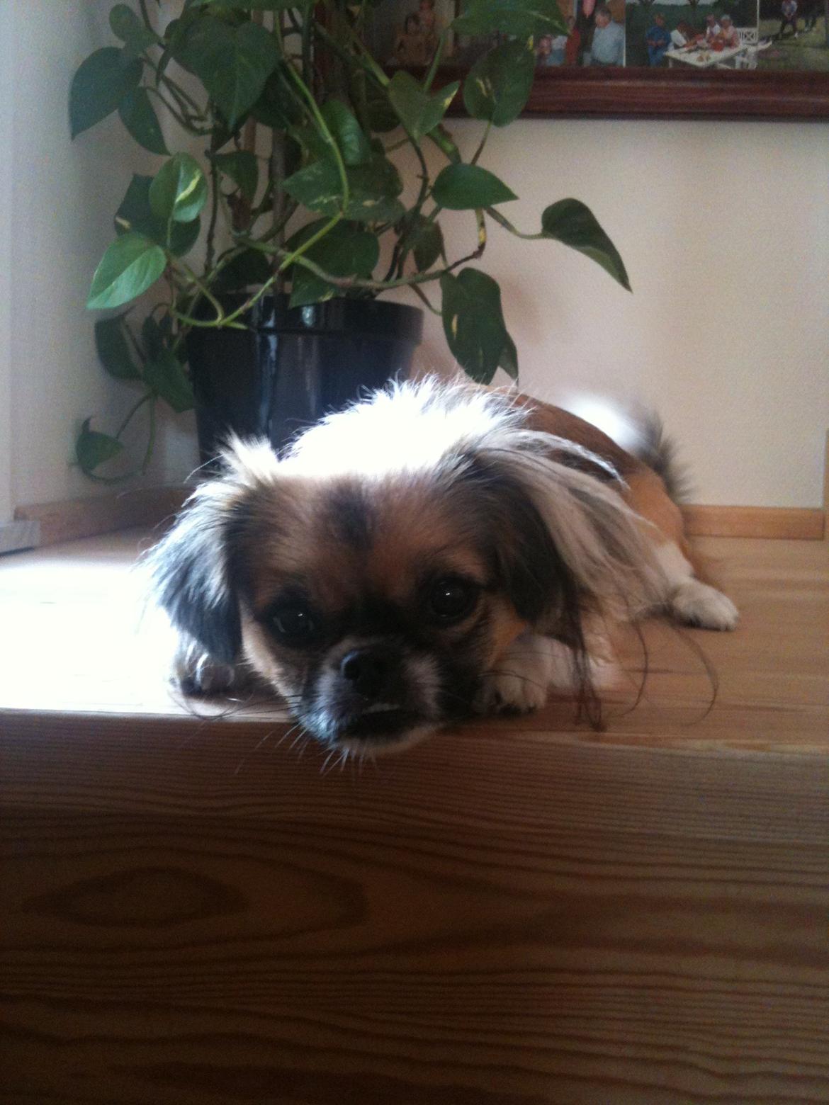 Blanding af racer Uno Chihuahua/Pekingeser billede 7