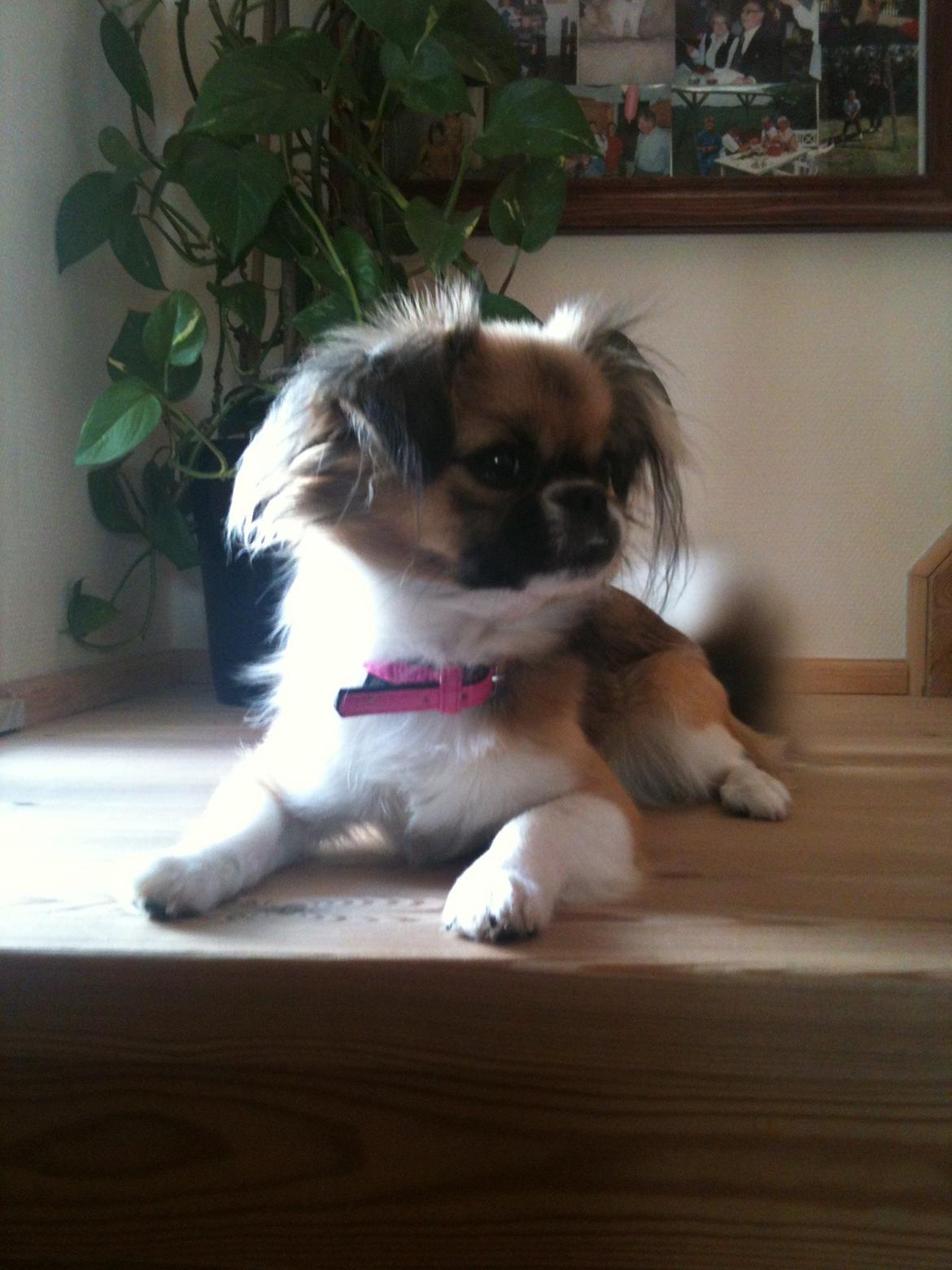 Blanding af racer Uno Chihuahua/Pekingeser billede 8