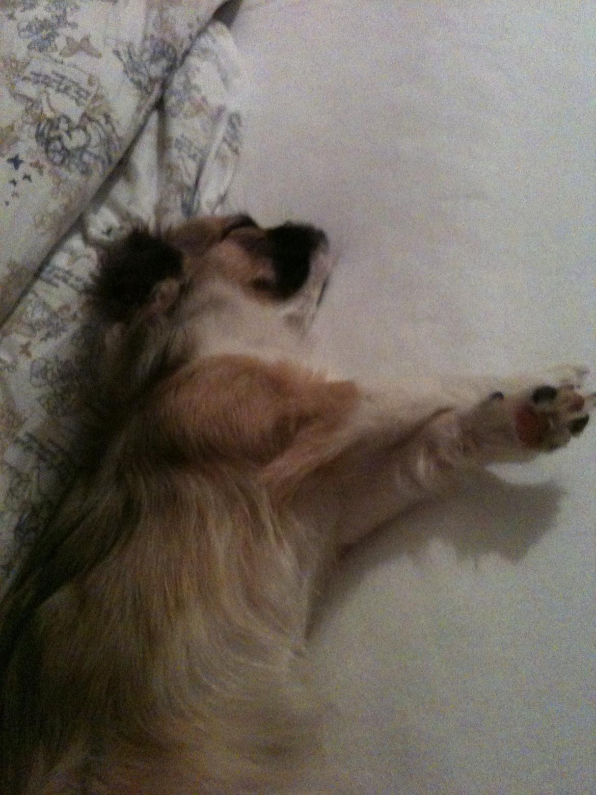 Blanding af racer Uno Chihuahua/Pekingeser billede 9