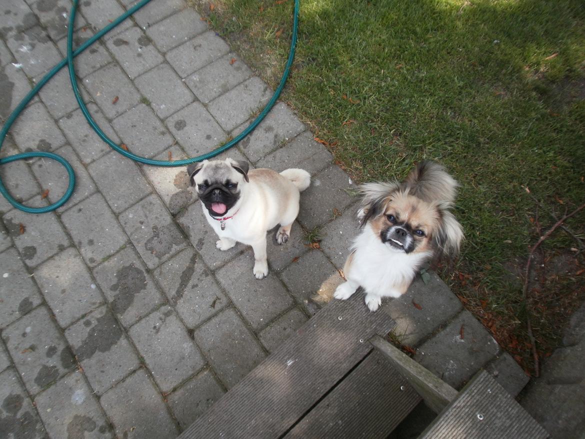 Blanding af racer Uno Chihuahua/Pekingeser billede 10