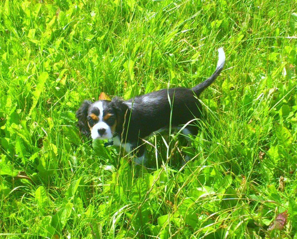 Cavalier king charles spaniel Basse Dion billede 10