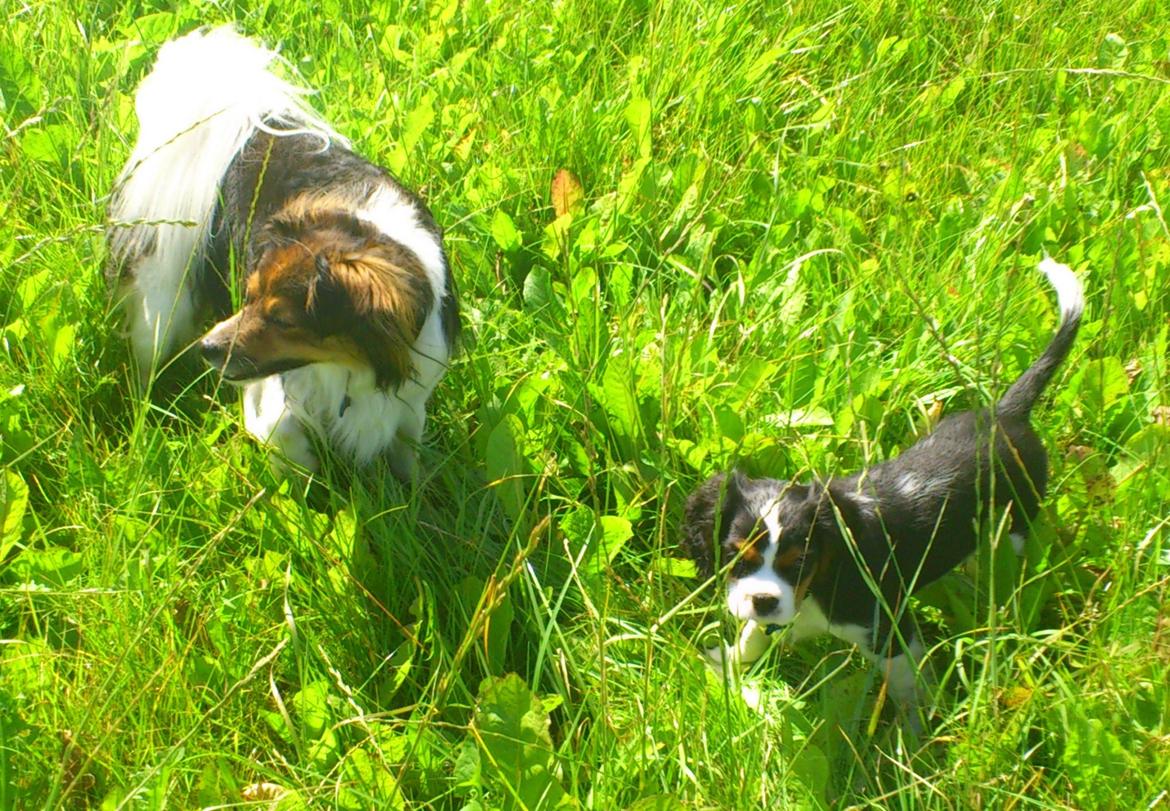 Cavalier king charles spaniel Basse Dion - Basse og Mons ude i den store verden :-) billede 6