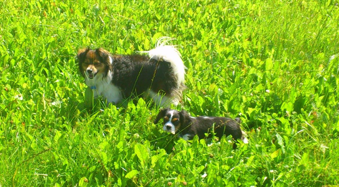 Papillon Blanding ¤¤Mons<3¤¤ billede 20
