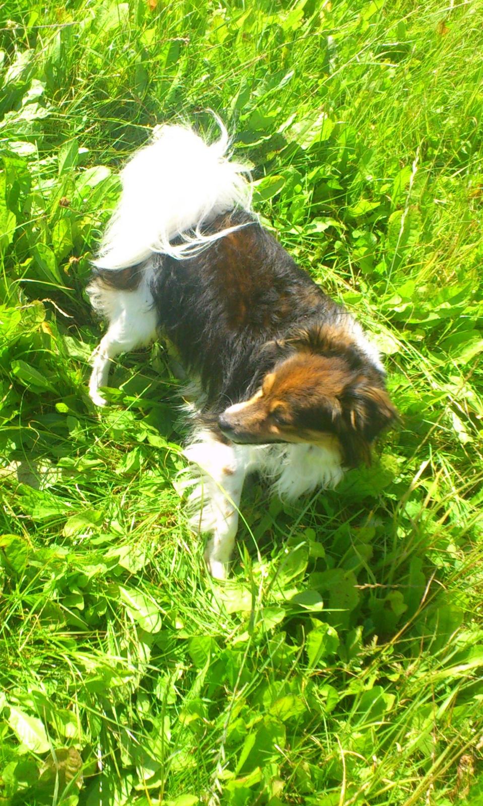 Papillon Blanding ¤¤Mons<3¤¤ billede 12