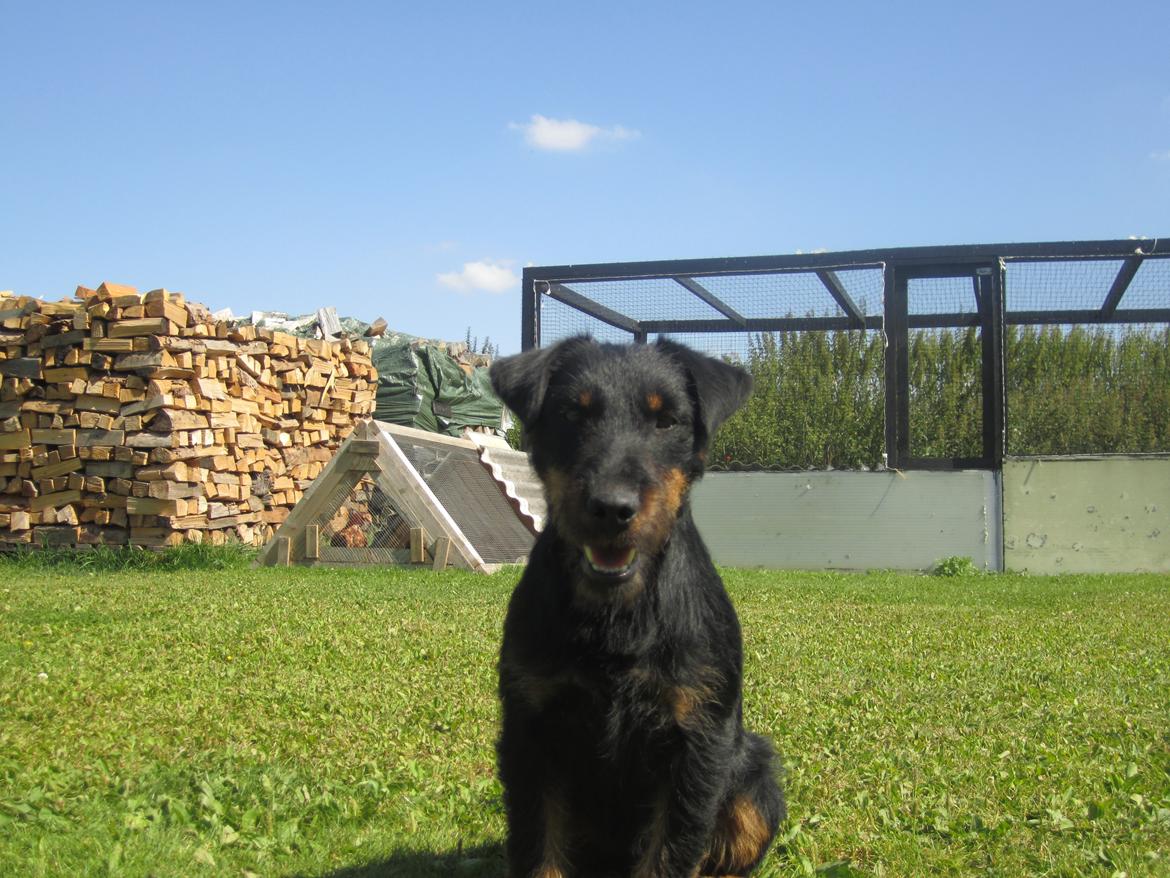 Tysk jagtterrier Buller<3 Farvel min ven <3 billede 16