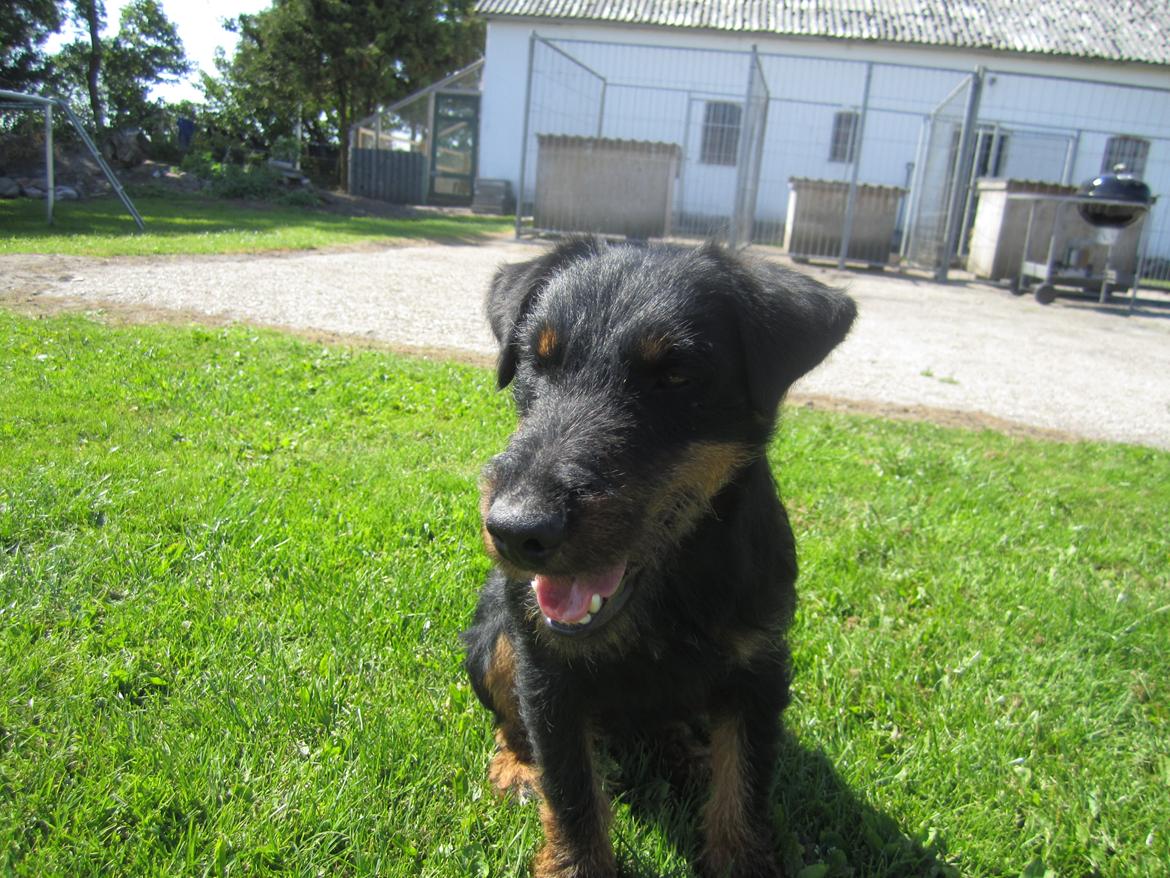 Tysk jagtterrier Buller<3 Farvel min ven <3 billede 11