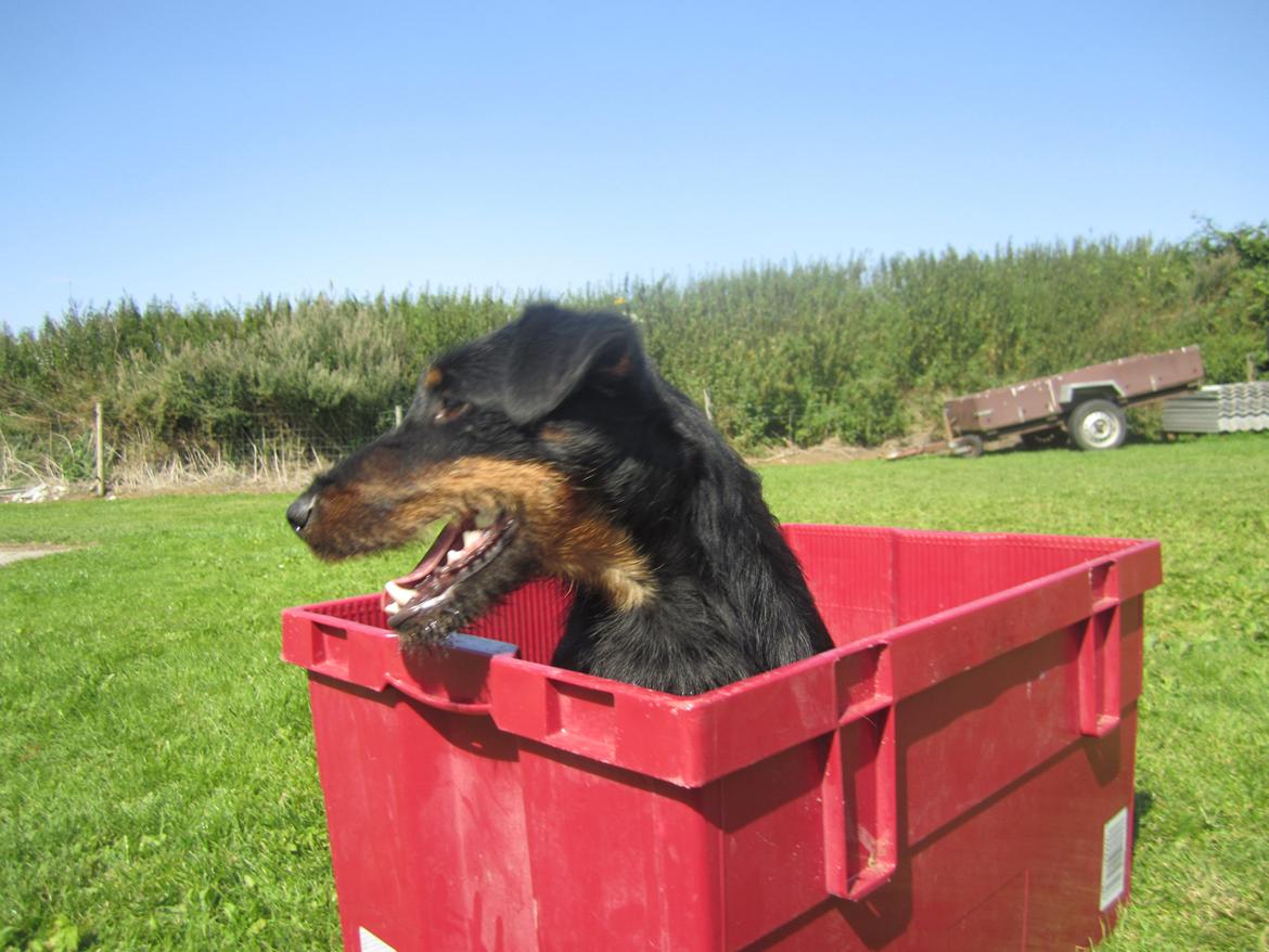 Tysk jagtterrier Buller<3 Farvel min ven <3 billede 17