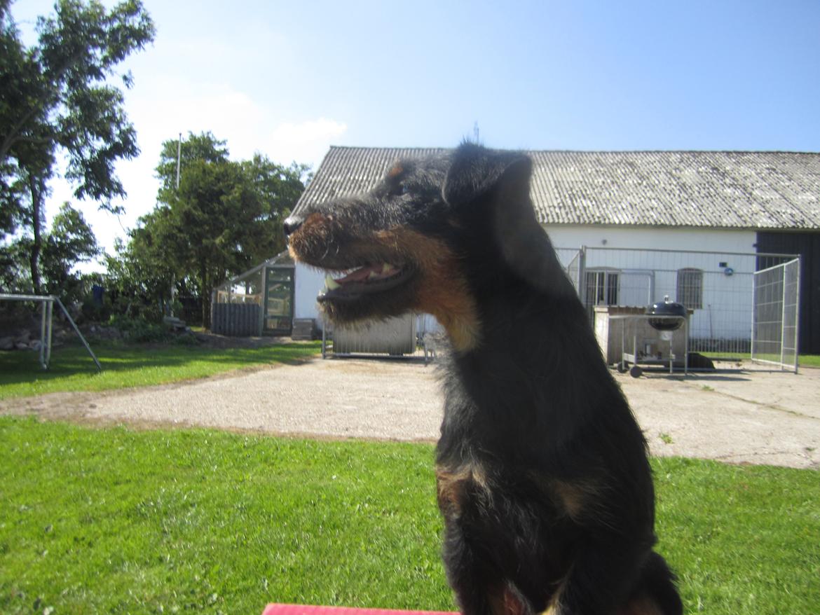 Tysk jagtterrier Buller<3 Farvel min ven <3 - åååååå der er noget der billede 18