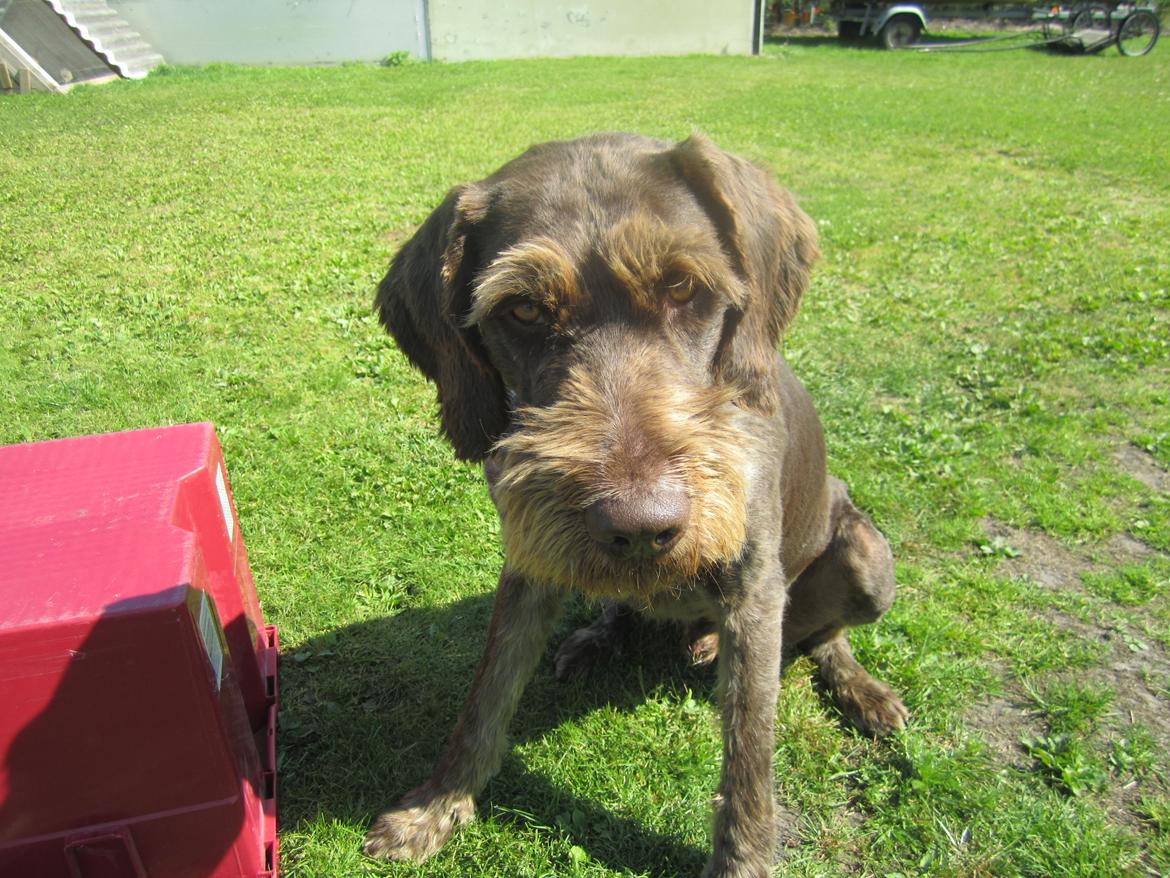 Ruhåret hønsehund Birkemosens Luchs billede 5