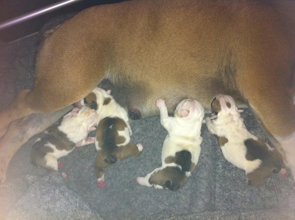 Engelsk bulldog Sookie - Molosshusets Madame Tussaud billede 2