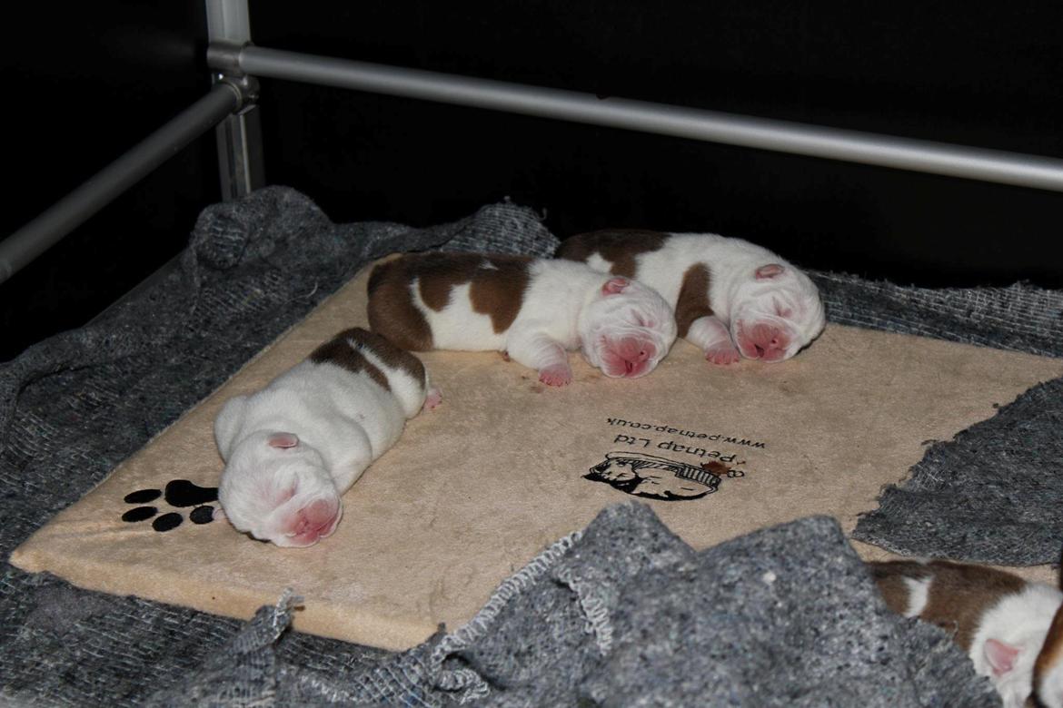 Engelsk bulldog Sookie - Molosshusets Madame Tussaud billede 4