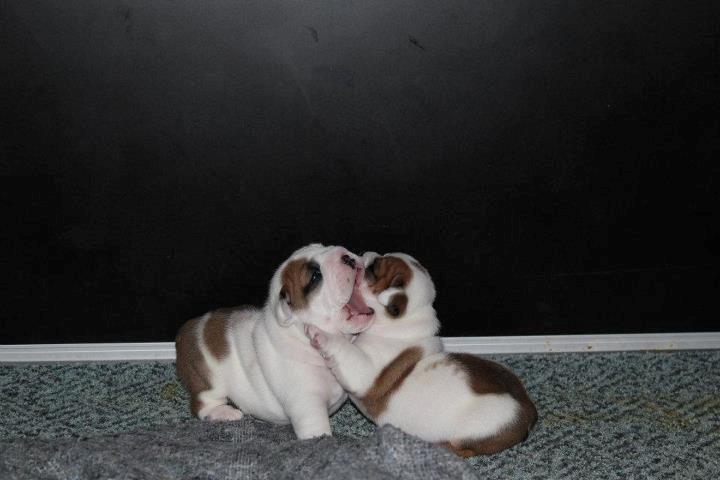 Engelsk bulldog Sookie - Molosshusets Madame Tussaud billede 5