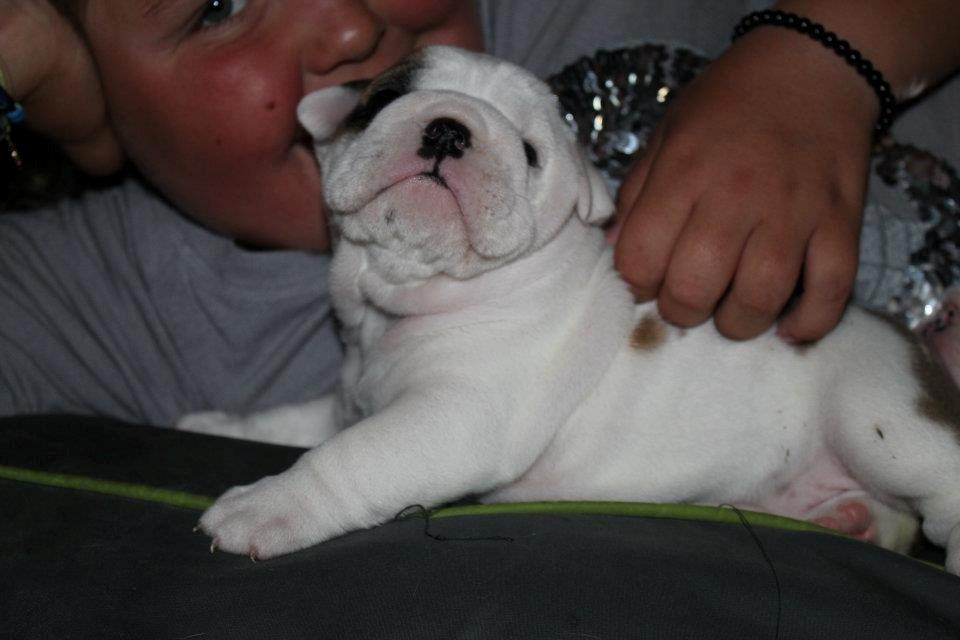 Engelsk bulldog Sookie - Molosshusets Madame Tussaud billede 6