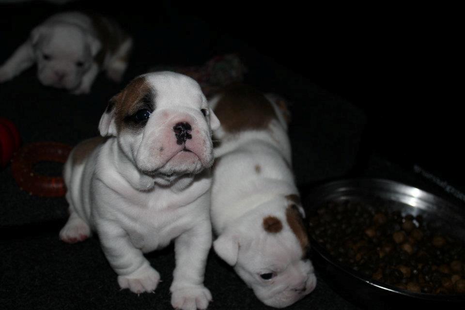 Engelsk bulldog Sookie - Molosshusets Madame Tussaud billede 7